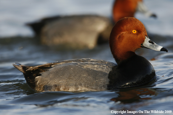 Redhead Drake