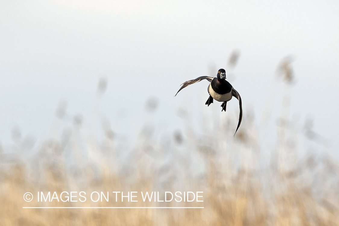 Ring-necked drake in flight.