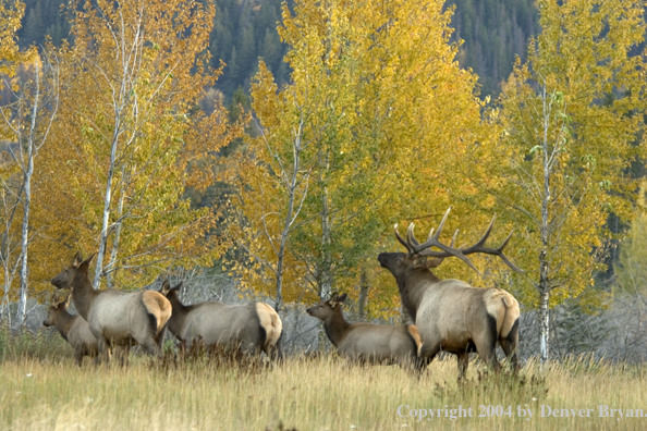 Rocky Mountain bull and cow elk in habitat.