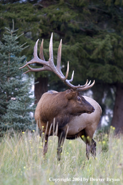 Rocky Mountain bull elk in habitat.