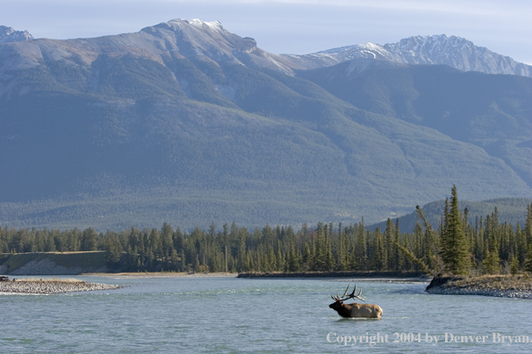 Rocky Mountain bull elk crossing river.