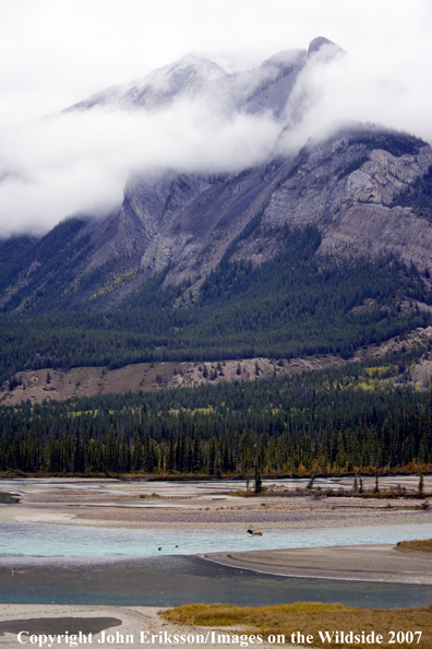 Elk in habitat