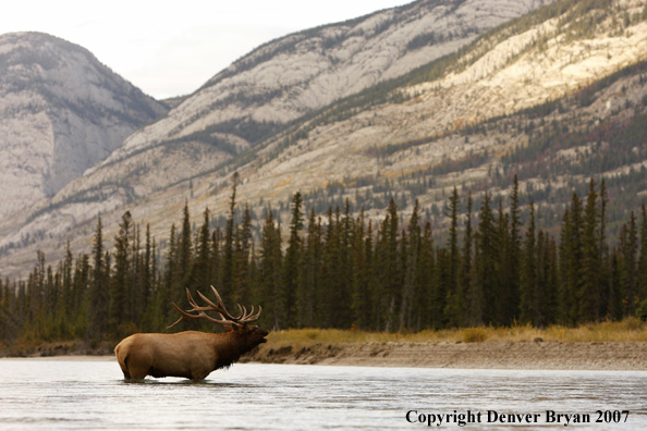 Rocky Mountain Elk crossing river bugling