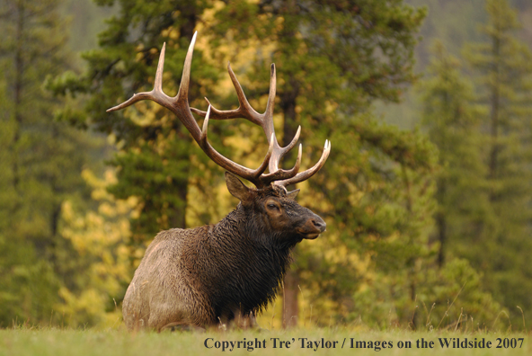 Rocky Mountain Elk in habitat