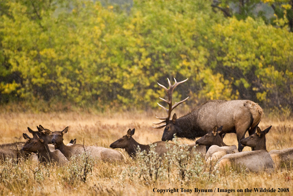 Rocky Mountain Elk in habitat