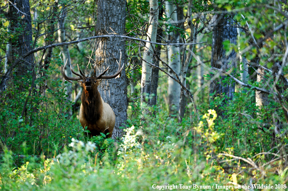 Bull Elk in field