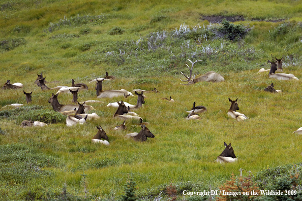 Rocky mountain elk in field.