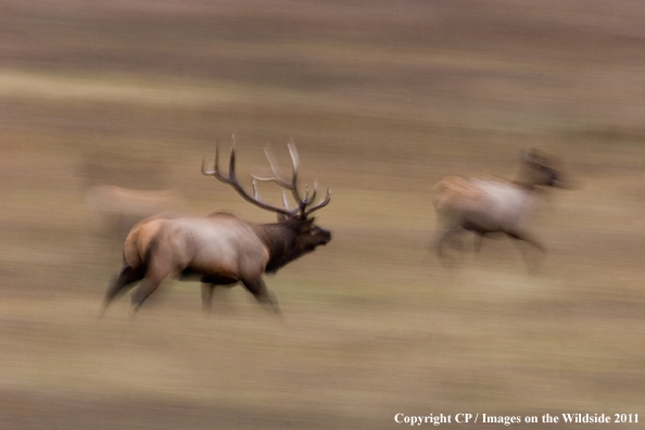 Bull elk in habitat. 