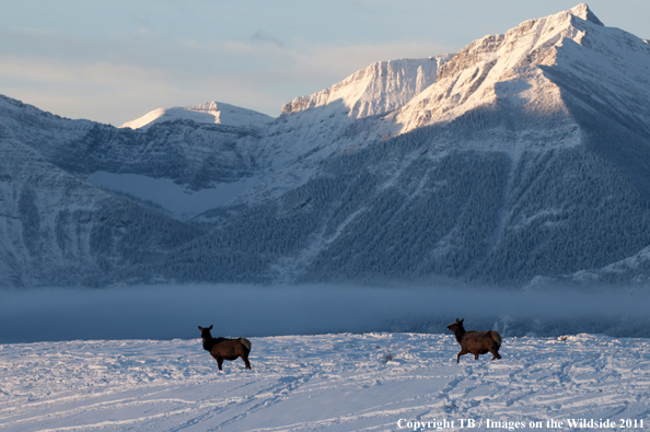 Rocky Mountain elk in habitat. 