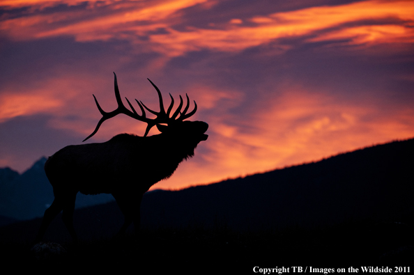 Rocky Mountain bull elk bugling at sunset. 