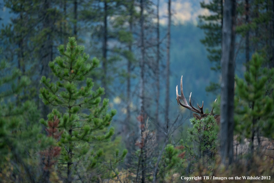 Rocky Mountain Elk hiding in brush.