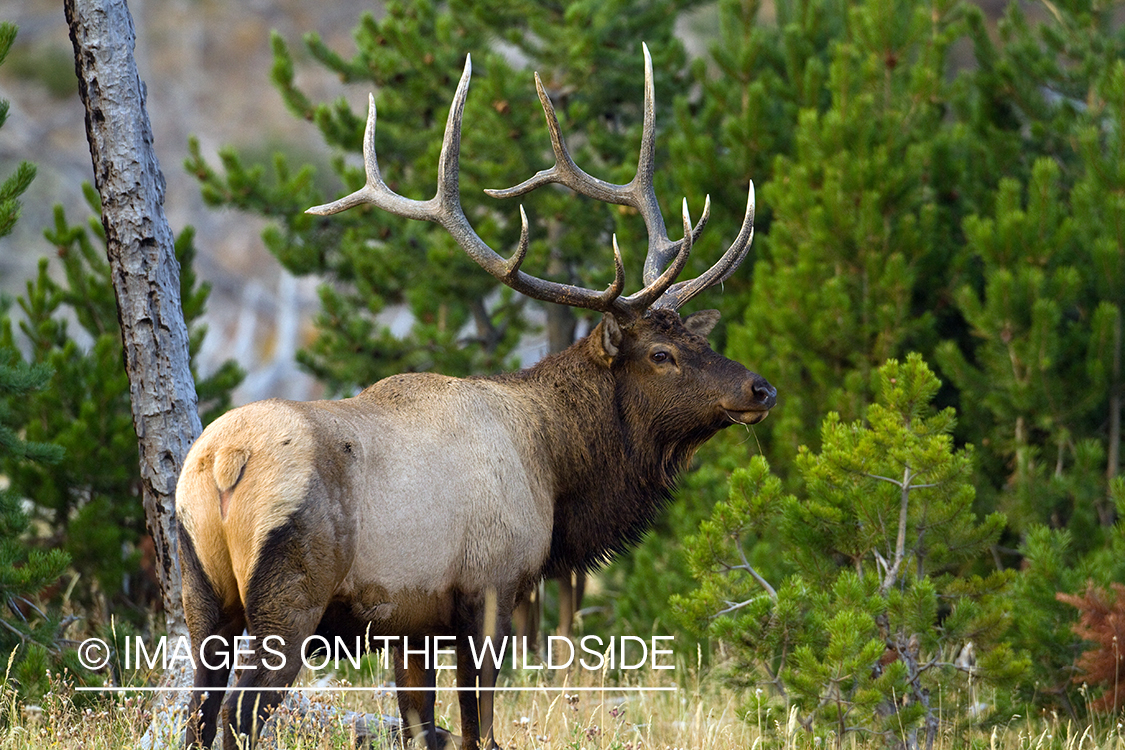 Rocky Mountain Elk in habitat.