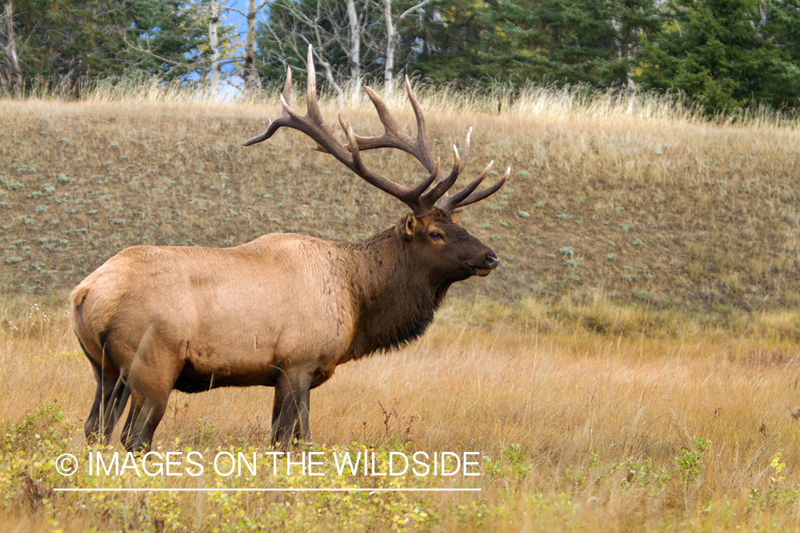 Rocky Mountain Bull Elk in habitat.