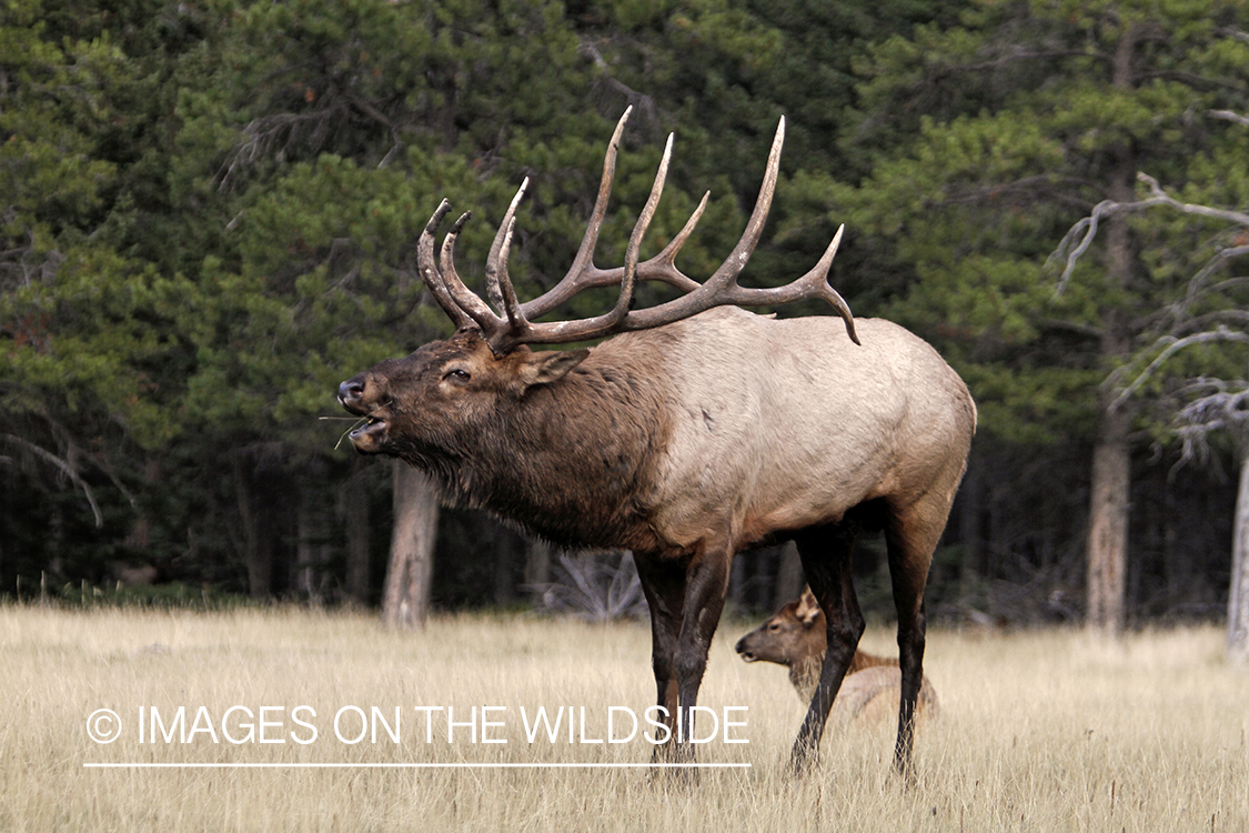 Rocky Mountain Bull Elk bugling in habitat.