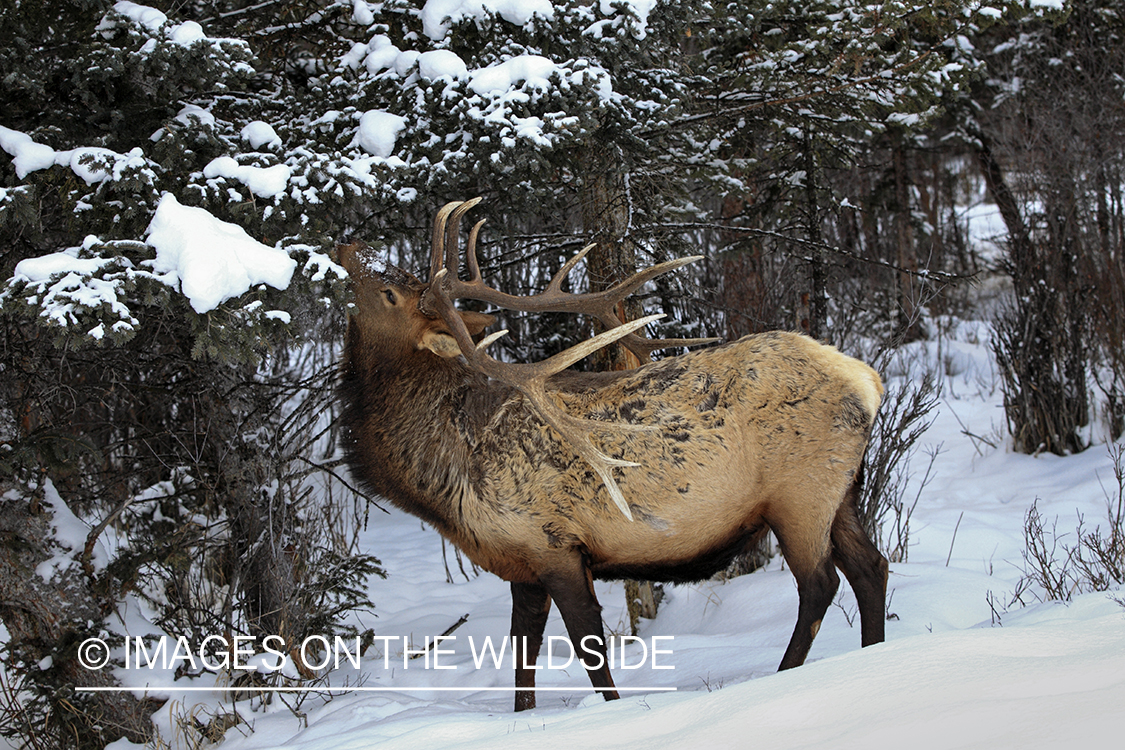 Rocky Mountain Bull Elk foraging in winter habitat.