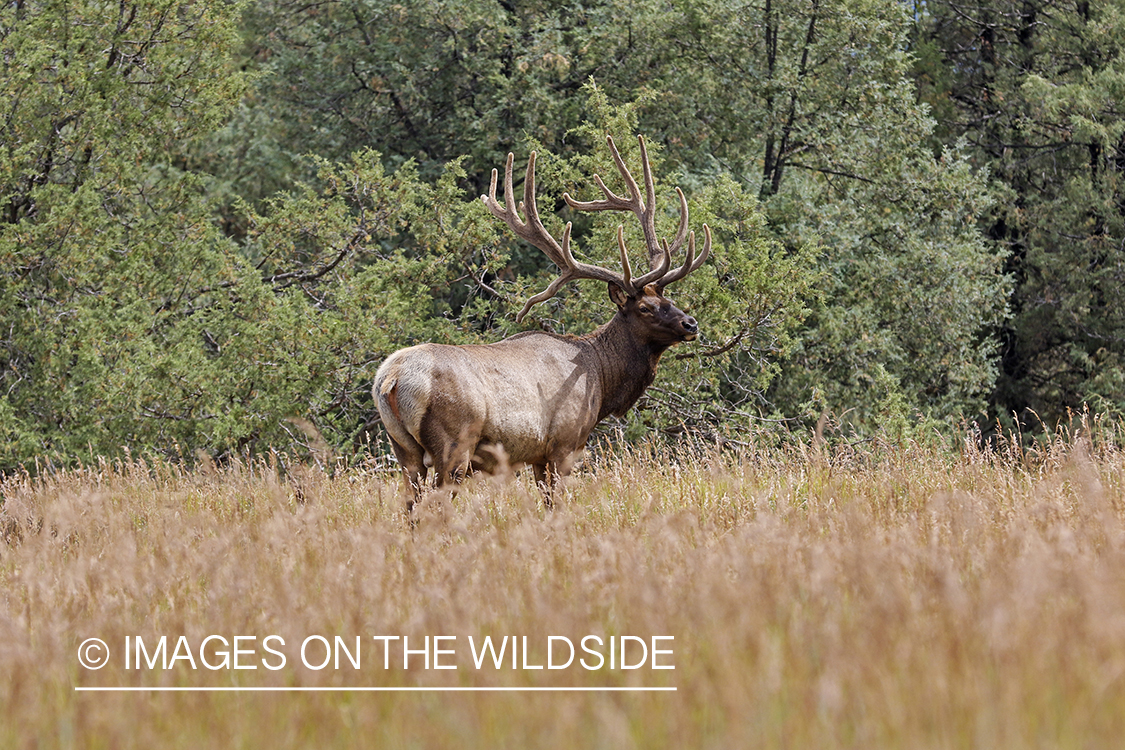 Bull elk in velvet.