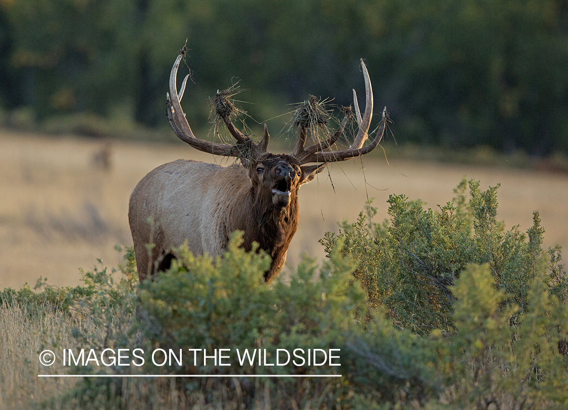 Bull elk bugling in field.