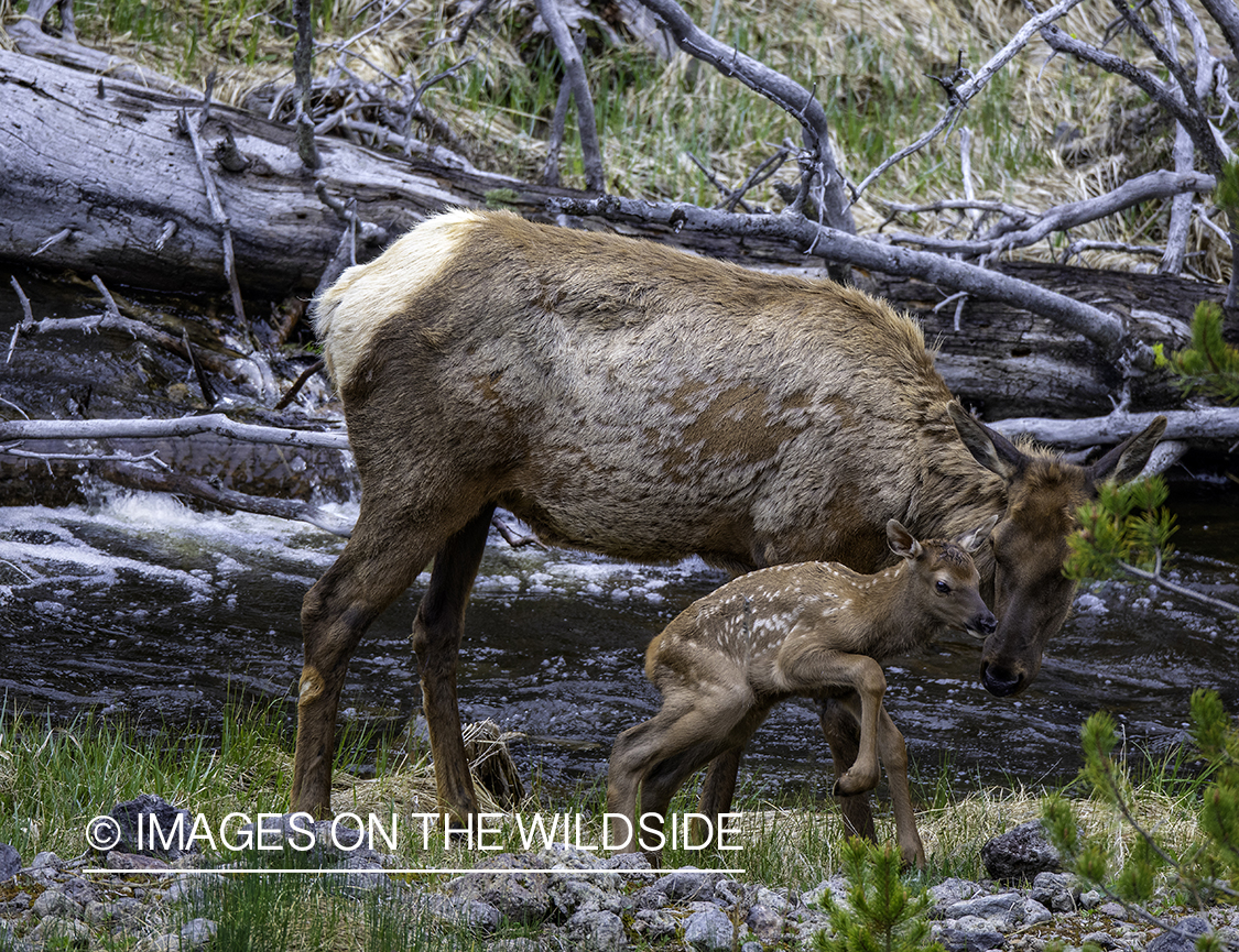 Cow elk with calf.