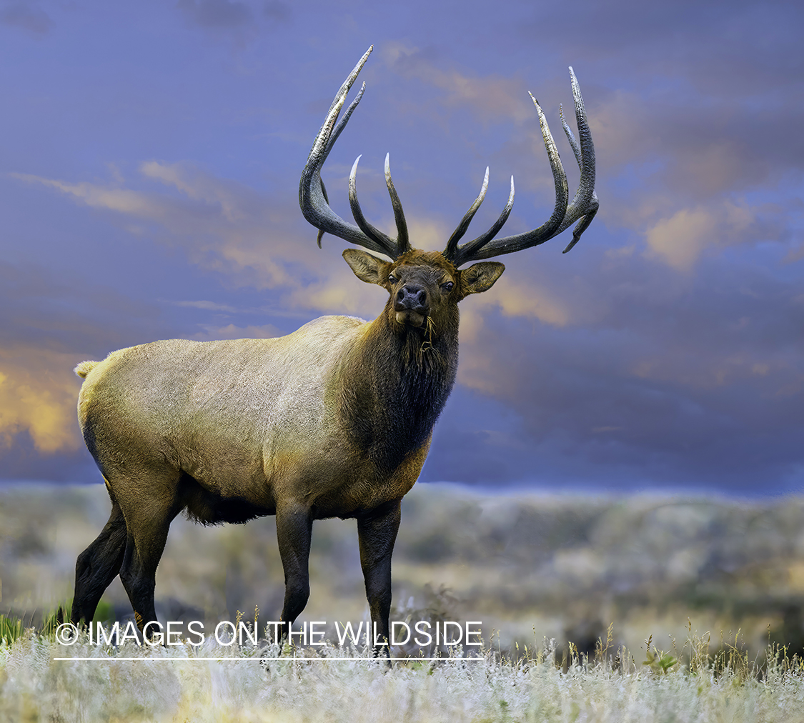 Bull elk in habitat.