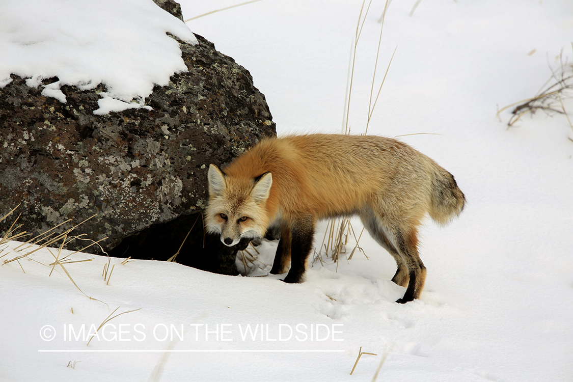 Red fox in winter habitat.