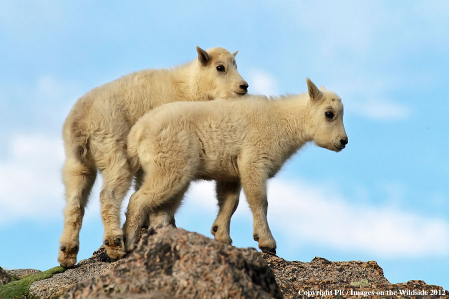 Rocky Moutain Goat kids in habitat.