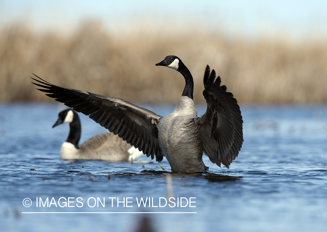 Breeding Canada Geese