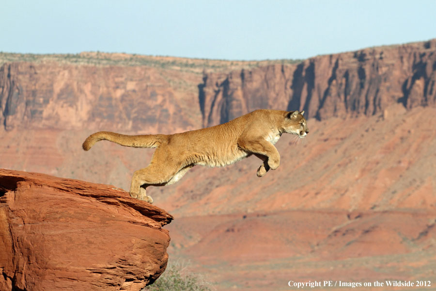 Mountain Lion jumping gap.