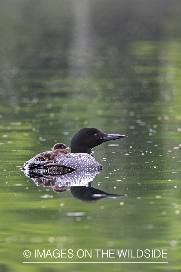 Loon carrying her chicks.