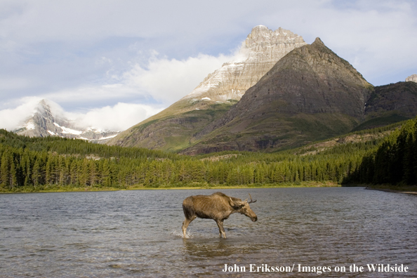 Shiras bull moose stands in lake with mountain backdrop.