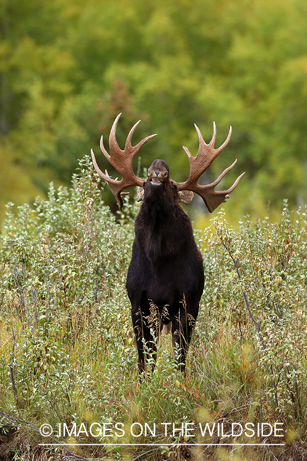 Shiras Moose in habitat.