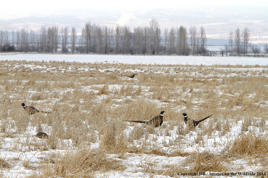 Ring-necked pheasants in field.