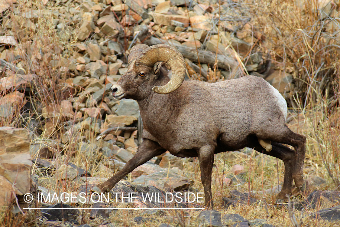 Rocky mountain bighorn sheep ram running.