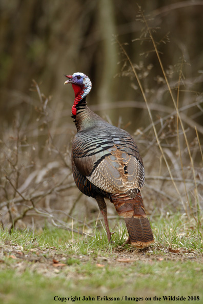 Eastern Wild Turkey