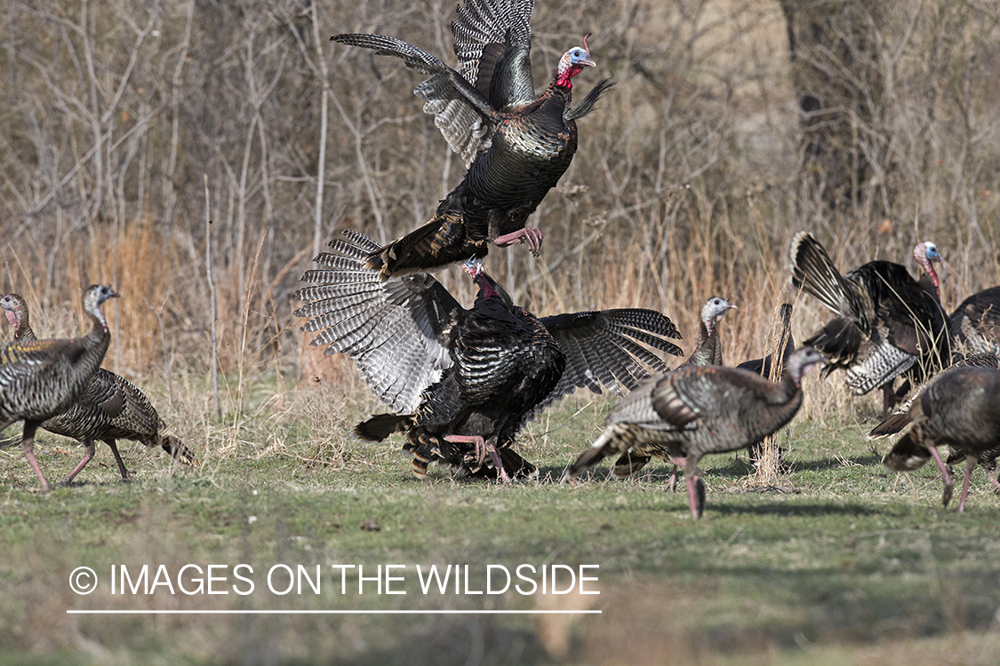 Eastern Wild Turkey toms fighting in habitat.