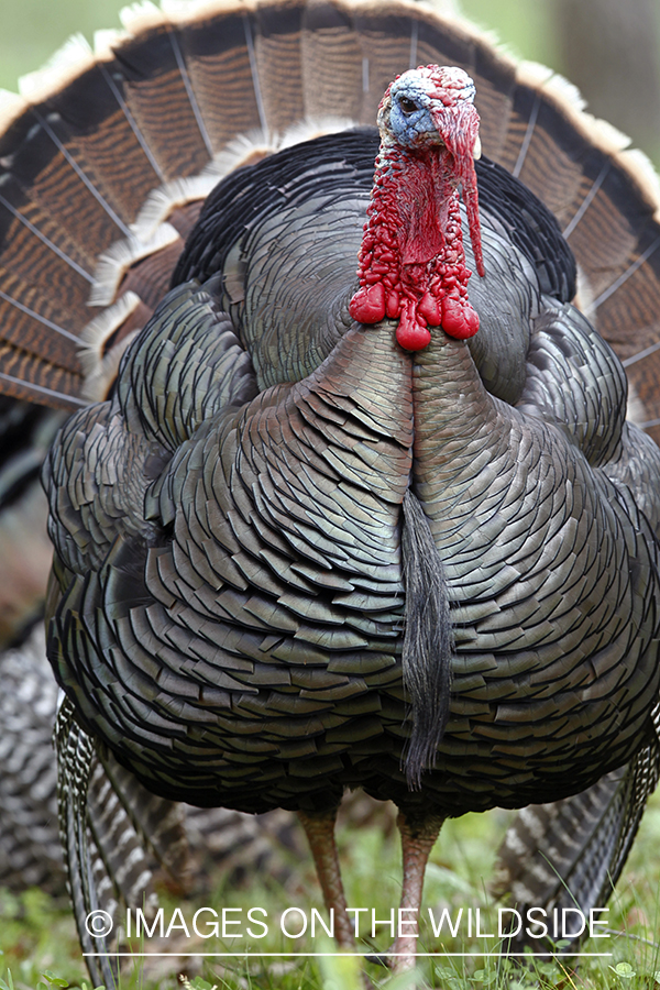 Rio grande turkey gobbler in spring habitat.