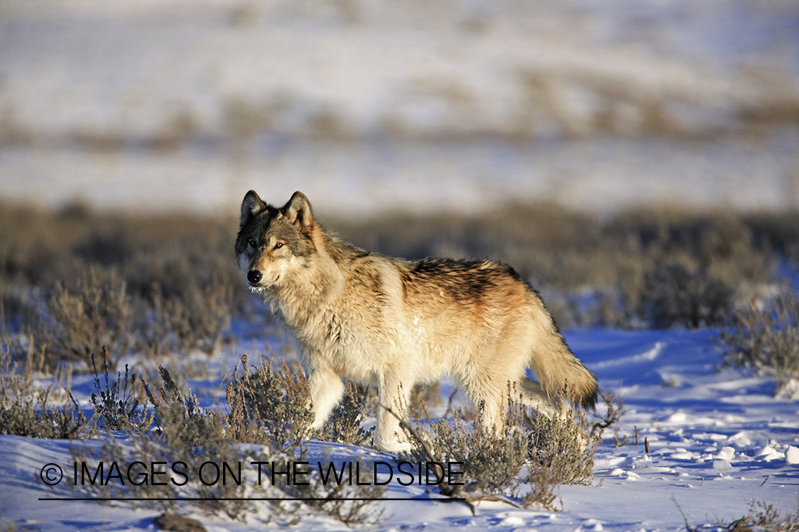 Wild free-ranging gray wolf in Yellowstone National Park.