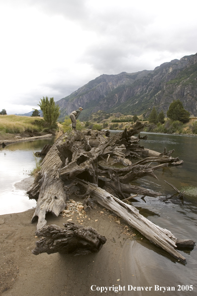 Flyfisherman scouting river from log on bank.