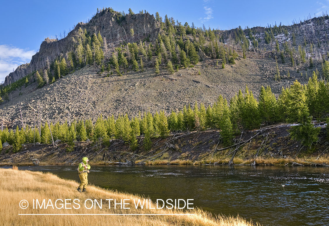 Flyfishing on Madison River, Yellowstone National Park. 