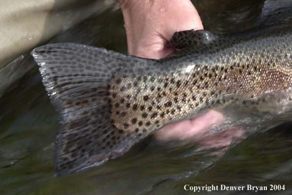 Close-up of Rainbow trout's tail fin.