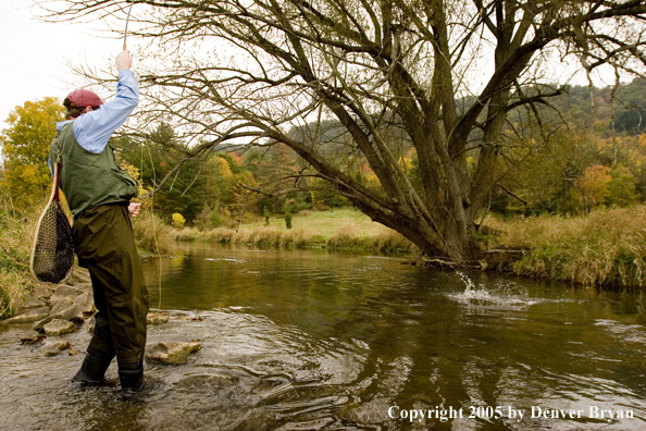 Flyfisherman fighting a trout on a Pennsylvania spring creek.