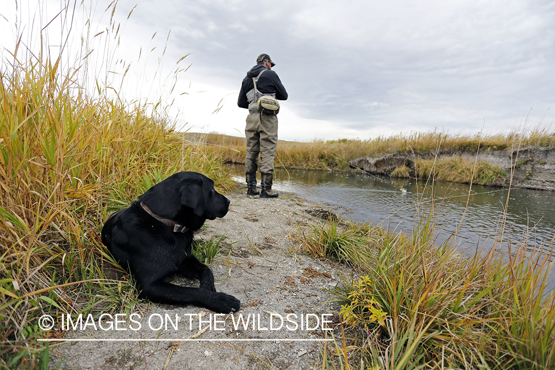 Flyfisherman on river with black lab.