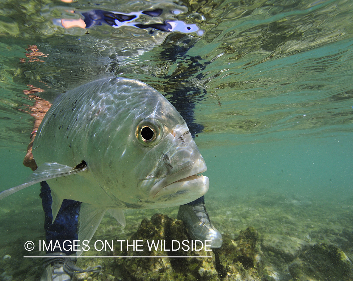 Flyfisherman with giant trevally.