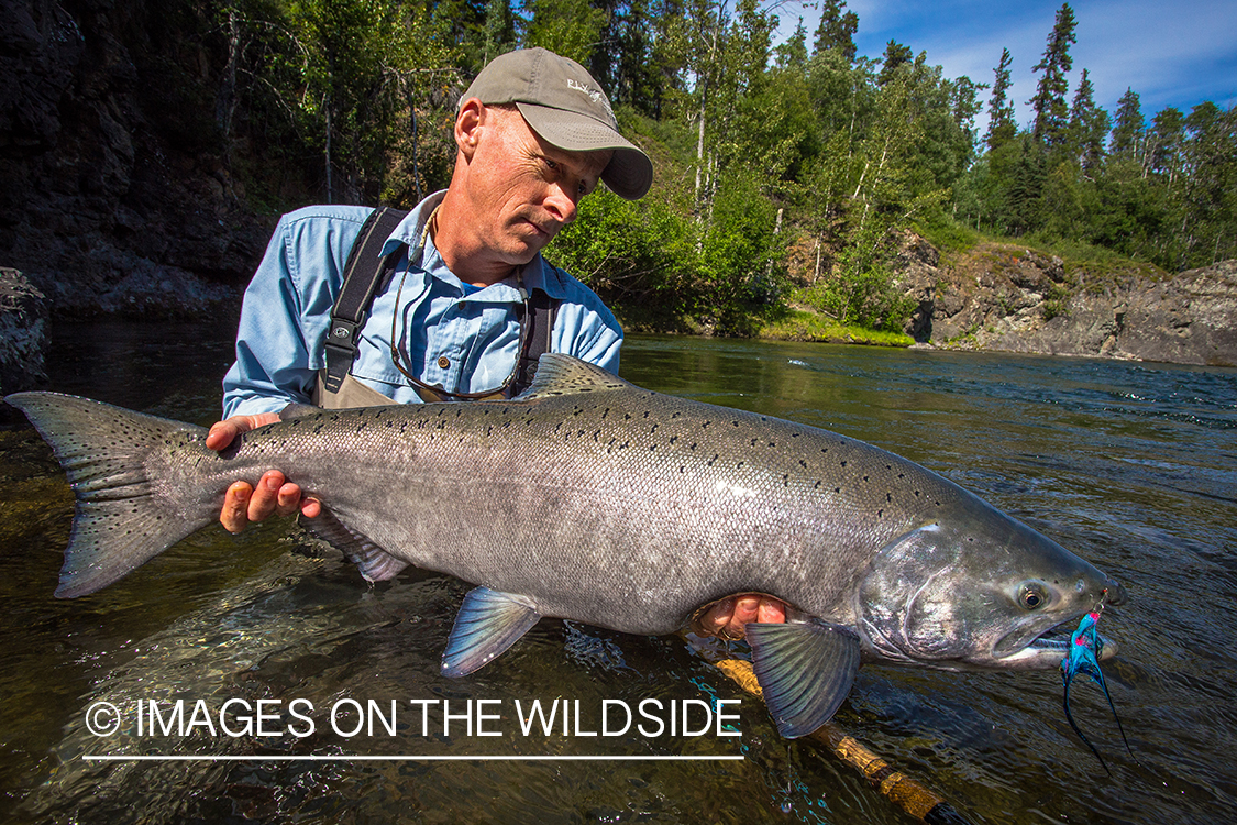 Flyfisherman with king salmon on Nakina River, British Columbia.