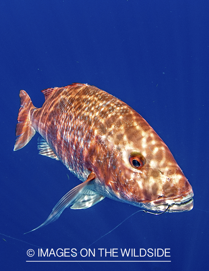 Red Snapper in ocean.