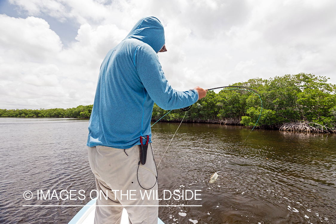 Flyfisherman landing tarpon.