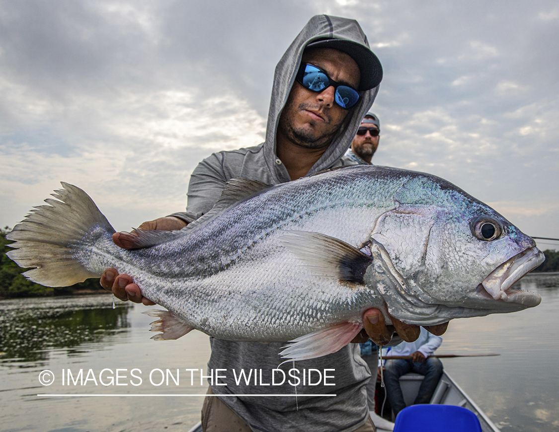 Flyfisherman with fish on Amazon River in Venezuela.