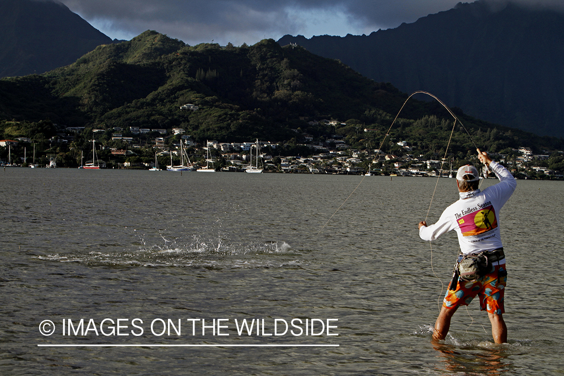 Saltwater flyfisherman fighting bonefish from flats, in Hawaii.