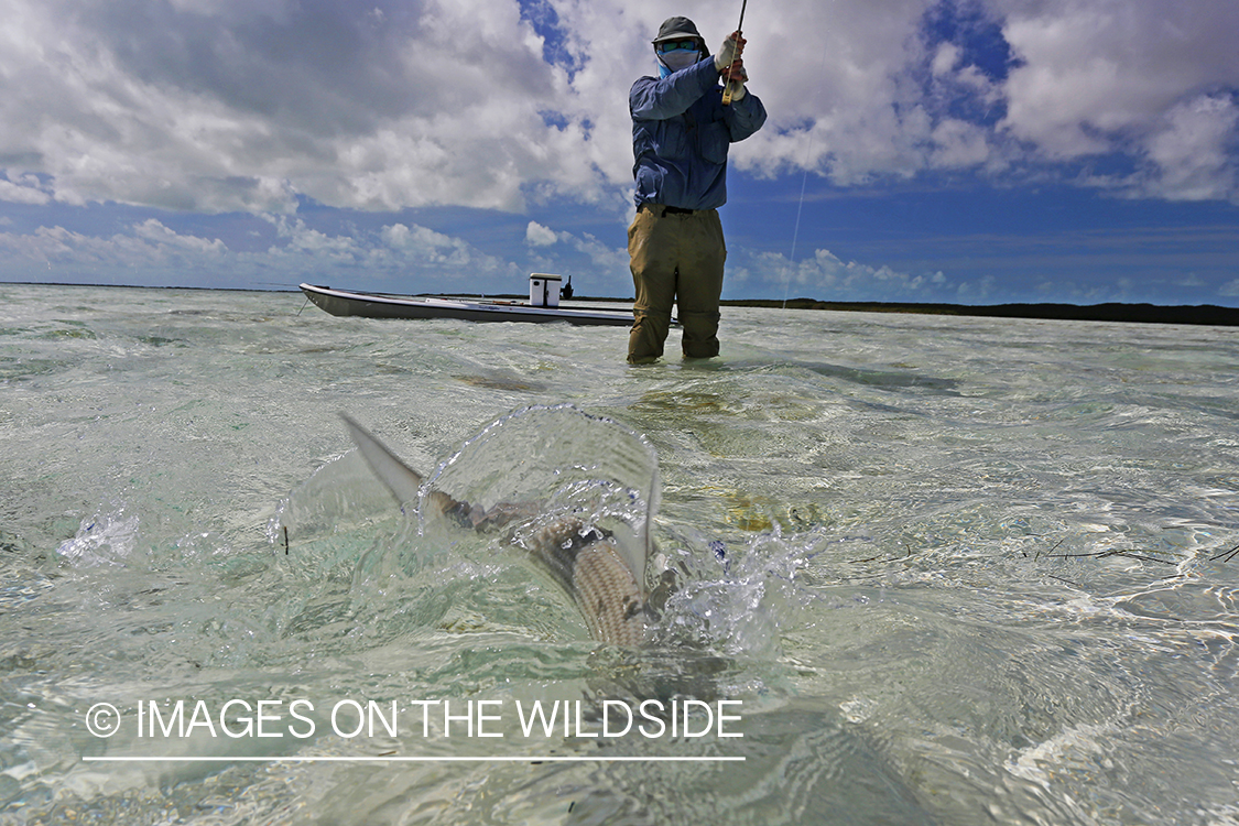 Flyfisherman fighting bonefish.