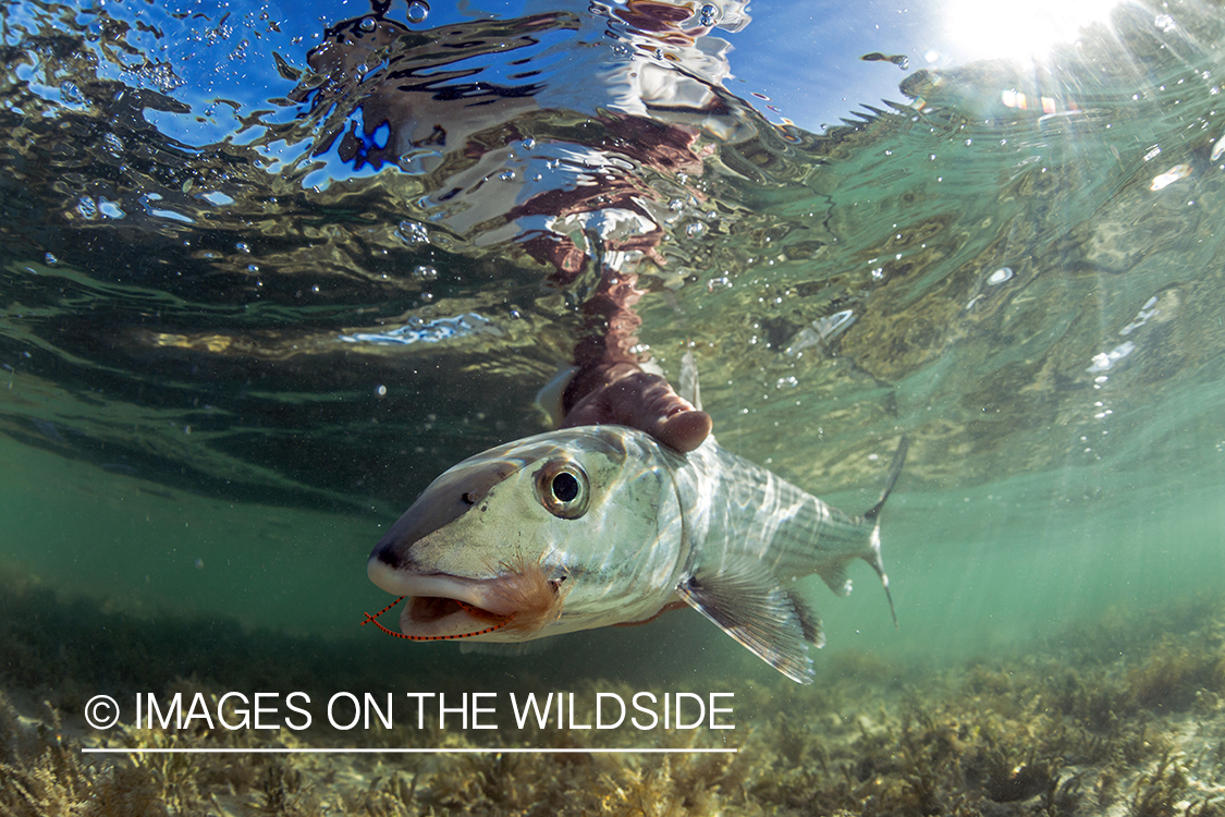 Flyfisherman releasing Bonefish.