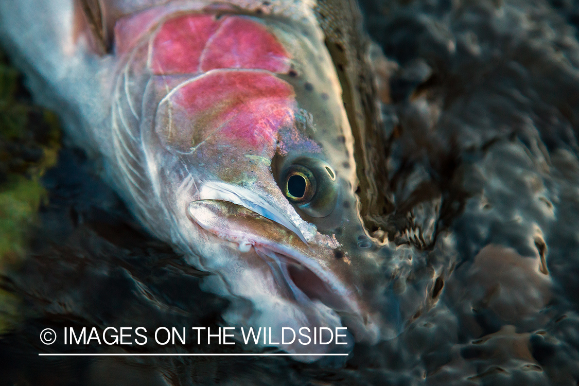 Steelhead fishing